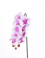 Phalaenopsis (Vlinderorchidee) 43cm